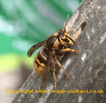 wasp wasps queen bee nest identification bees median purpose hornet hornets honey identify wood difference between serve flies stripping removal