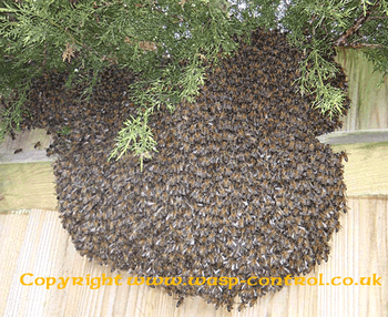 Honey bee swarm collectors