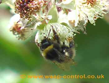 identify bumble bees