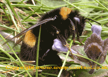 Bumble Bee Identification