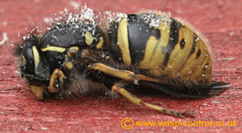 A queen wasp hibernating