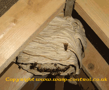 Hornet nest in loft