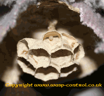 The wasp nest