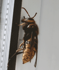 European Hornet