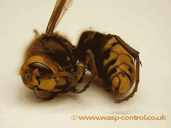 The European Hornet