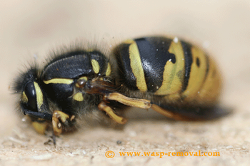 A hibernating queen wasp