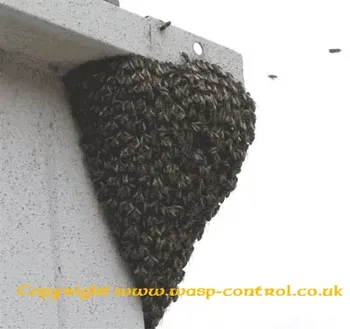Honey bee swarms