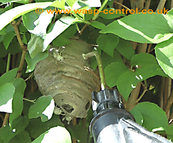 Treating a German wasp nest
