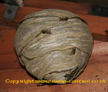 Wasp Control - Pest Control UK